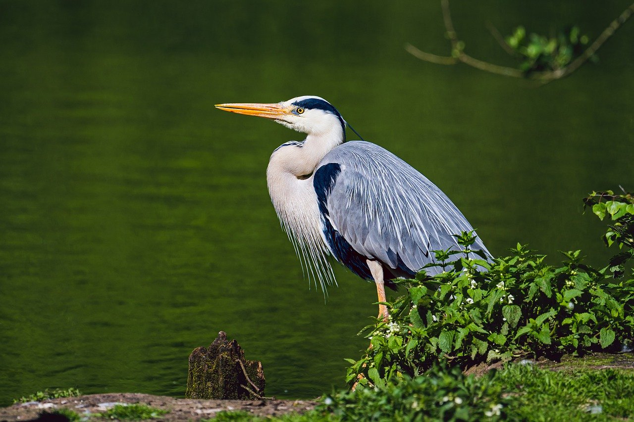 grey-heron