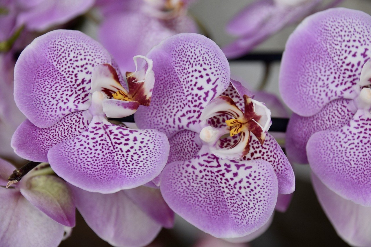 flower-orchid