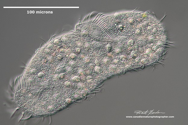 Cluster Ciliates 3.png